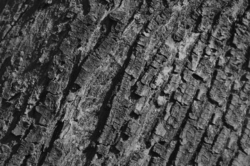 Dark bark texture 1