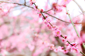 beautiful Pink Plum Blossom (Ume) Flower in Japan
