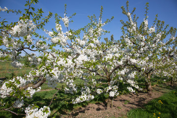 Apple garden