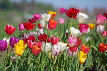 Tulips
