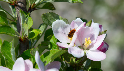 Obraz premium Apple garden