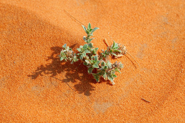 Red sand desert