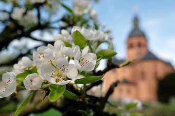 Frühlingsblüten