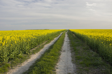Rural road and rape field