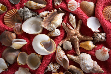 Background with sea stars, seashells on a beach towel