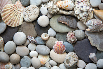 Background of sea shells and stones