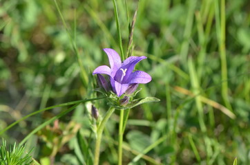 Campanule (Campanuala sp&eacute;)