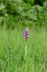 Orchis militaire (Orchis militaris)