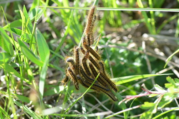 Amas de chenille processionnaire 