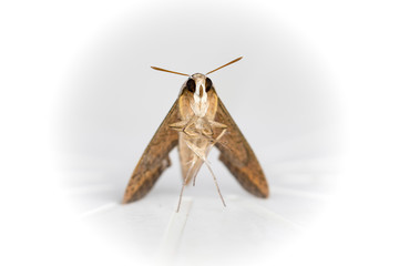 Moth-front