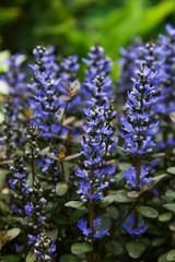 Obraz premium flower