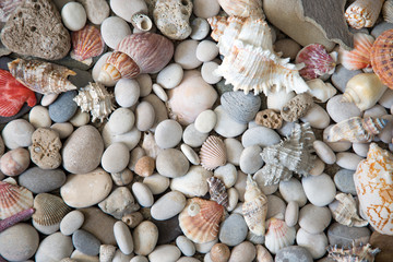 Background of sea shells and stones
