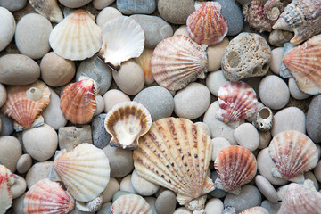 Background of sea shells and stones