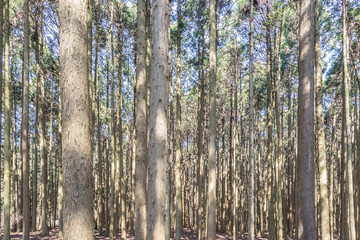 Pine forest , Green forest background in sunny day