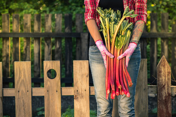 Healthy seasonal rhubarb in gardener hands