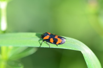 Cercope sanguin (Cercopis vulnerata)
