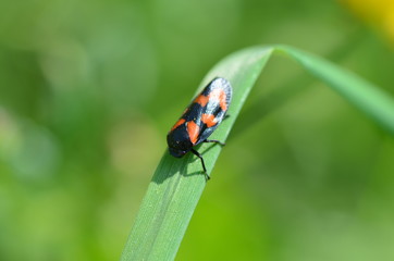 Cercope sanguin (Cercopis vulnerata)