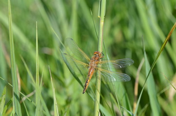 Libellule fauve (Libellula fulva)