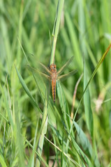 Libellule fauve (Libellula fulva)