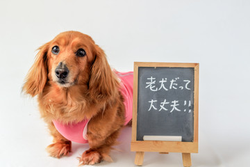 乳腺腫瘍手術後のダックス