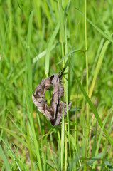 Sphinx demi-paon (Smerinthus ocellatus)