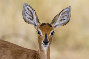 Portrait of a steenbok in Etosha National Park in Namibia