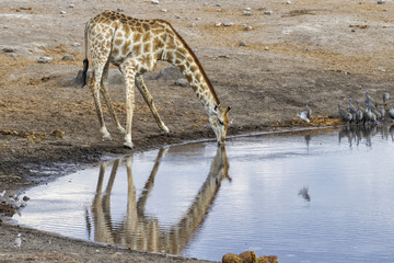 Giraffe drinking at a waterhole with francolins in Etosha National Park in Namibia