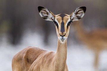 Black-faced impala in Etosha National Park in Namibia