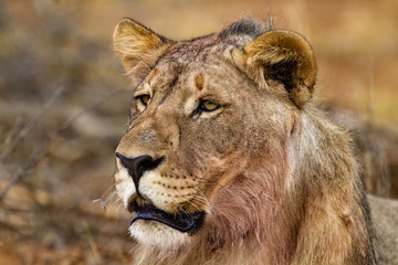Fototapeta na wymiar Portrait of a young male lion in Erindi Private Game Reserve in Namibia