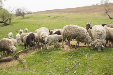A herd of goats and sheep.  Animals graze in the meadow. Mountain pastures of Europe.