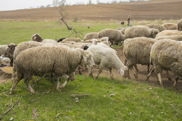 A herd of goats and sheep.  Animals graze in the meadow. Mountain pastures of Europe.