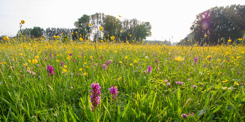 meadow with purple orchis