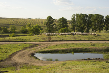 A herd of goats and sheep.  Animals graze in the meadow. Mountain pastures of Europe.