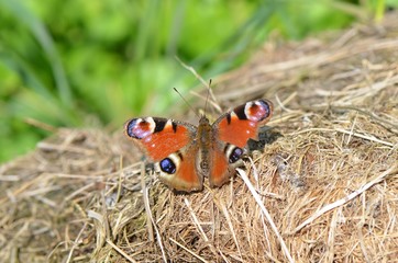 Paon-du-jour (Inachis io) 