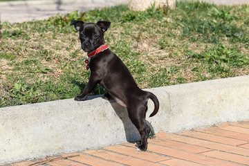 cagnolino a passeggio © ARoattino