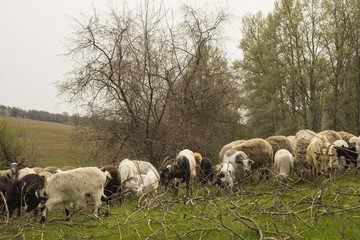 A herd of goats and sheep.  Animals graze in the meadow. Mountain pastures of Europe.