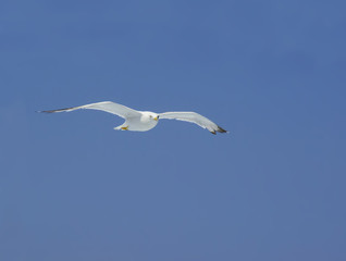 High flying seagull looking down on blue sky.