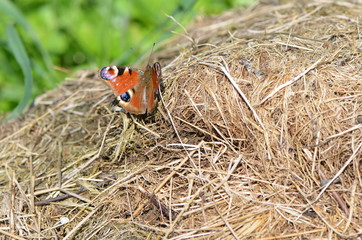 Paon-du-jour (Inachis io) 