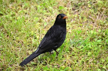 Blackbird in the field