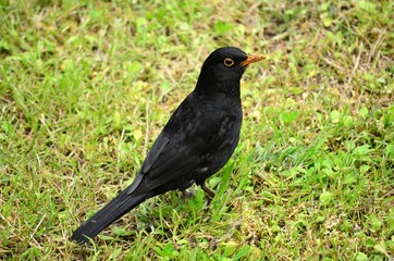 Blackbird in the field