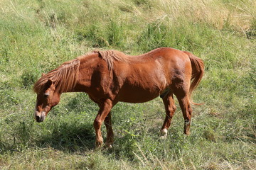 Fototapeta premium cavallo al pascolo on campagna