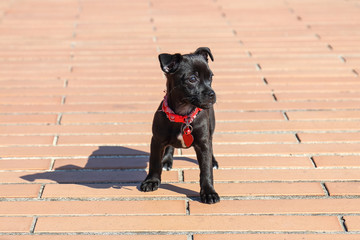 cagnolino a passeggio © ARoattino