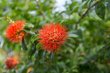 Combretum erythrophyllum (Burchell) Sonder.Flower tree The face of the flower is very rambutan. Red feathers are the pollen of the flower.