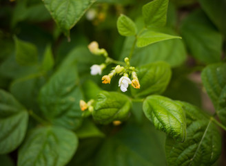 Green beans plant with flowers