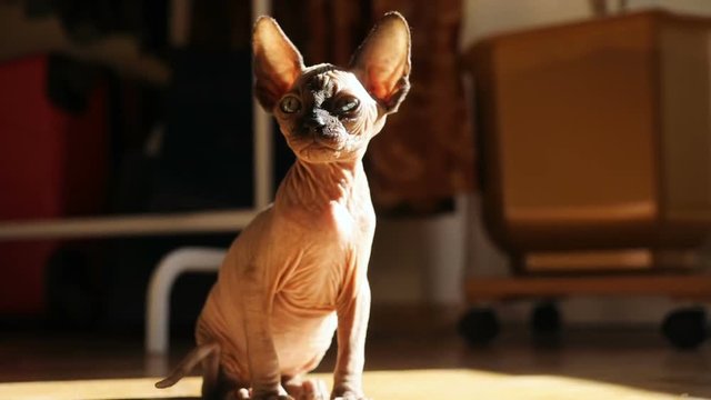 little hairless kitten sitting on the floor washing nice muzzle and paws with beautiful sunshine on background bald kitty canadian sphynx breed home pet caress veterinary gray wrinkled skin sunny day