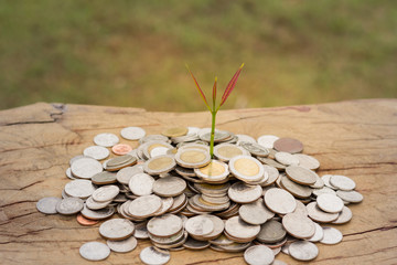 Plant growing from money (coins)  held by a man's hands - business and financial metaphor concept, Business Growth, Money Saving
