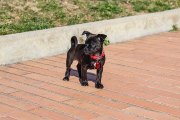 cagnolino a passeggio © ARoattino