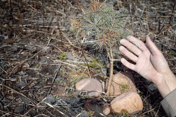 Hand Holding Small Tree