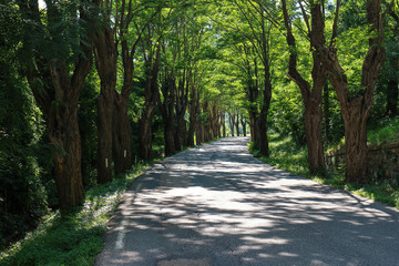 Fototapeta premium viale alberato in campagna