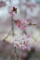 close-up view of TAKATO-KOHIGAN cherry blossom / タカトオコヒガンザクラのクローズアップ